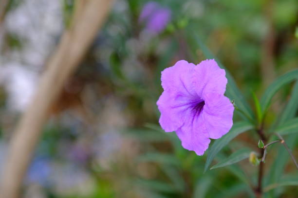 istock Britton's Wild Petunia flower 1141248101