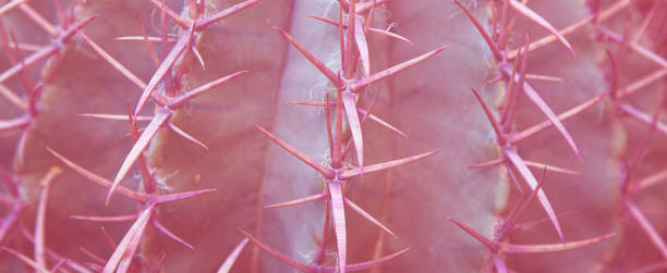 istock pink cuctus close up. Creative trends pink pattern background 1141248653