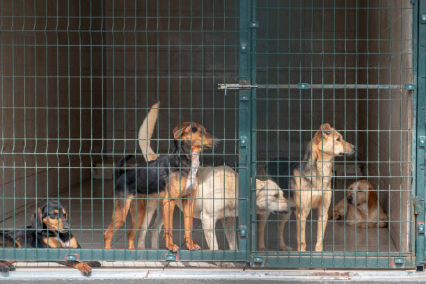 동물 보호소에서 입양 대기 중인 개 - dog animal testing dog pound sadness 뉴스 사진 이미지