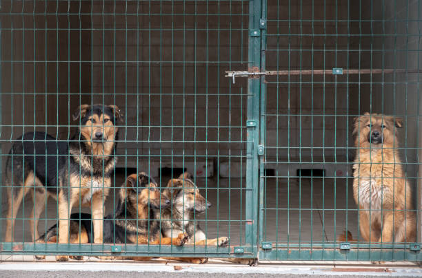 동물 보호소에서 입양 대기 중인 개 - dog animal testing dog pound sadness 뉴스 사진 이미지