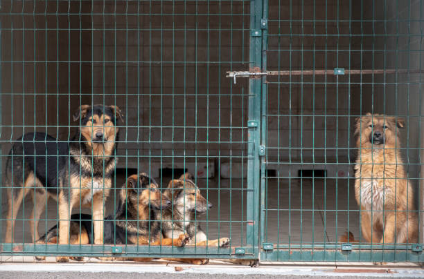 istock Dogs Awaiting Adoption in Animal Shelter 1141250263