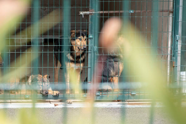 동물 보호소에서 입양 대기 중인 개 - dog animal testing dog pound sadness 뉴스 사진 이미지