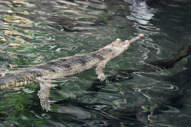 istock Gharial Swimming in Water 1141250703