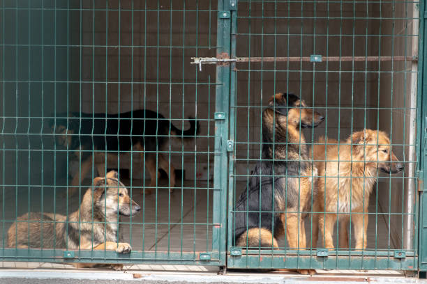 동물 보호소에서 입양 대기 중인 개 - dog animal testing dog pound sadness 뉴스 사진 이미지