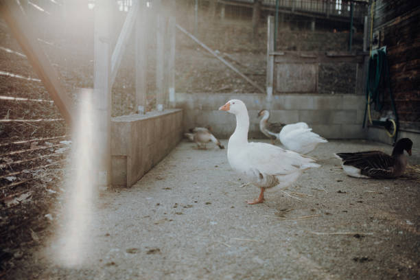 istock Goose in the Animal Enclosure 1141253110