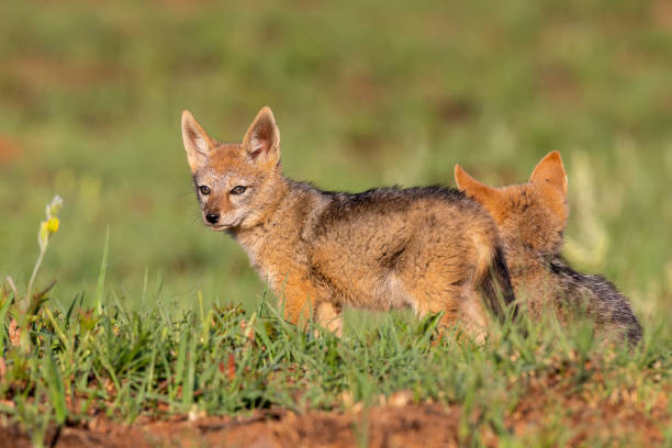 istock Lone Black Backed Jackal pup standing in short green grass explore the world 1141253349