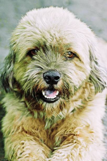 istock Curly hair dog looking at camera. 1141253389