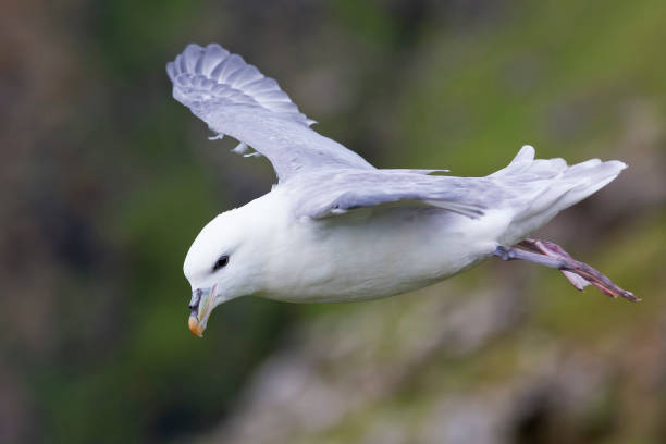 istock One Fulmar glide on the wind along a cliff on the Shetland Islands 1141253621