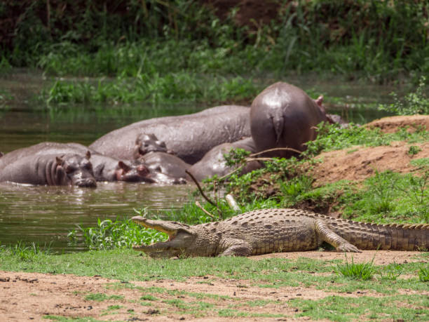 istock Crocodile resting in the sun 1141253624