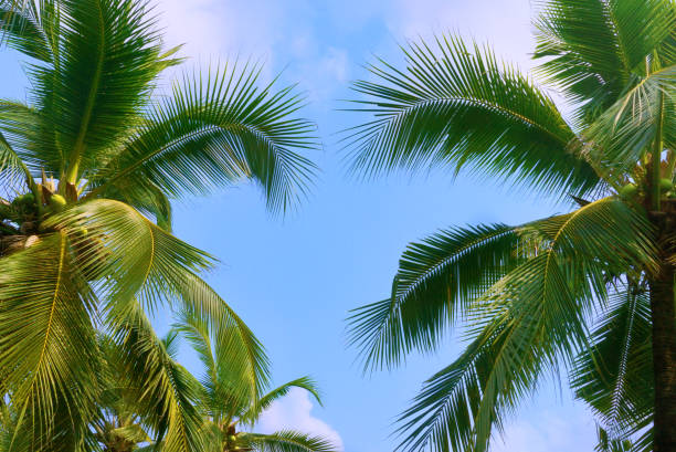 istock Coconut leaves and sky background,summer theme. 1141253870