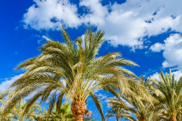 istock Green date palm tree against the blue sky 1141254266