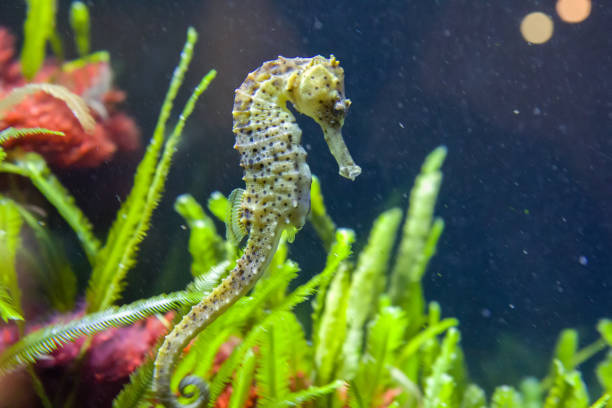 istock Thorny seahorse between seagrass and blue water 1141254573
