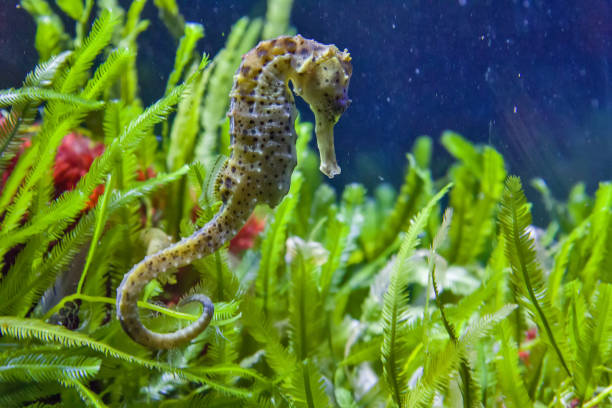 istock Thorny seahorse between seagrass and blue water 1141254585