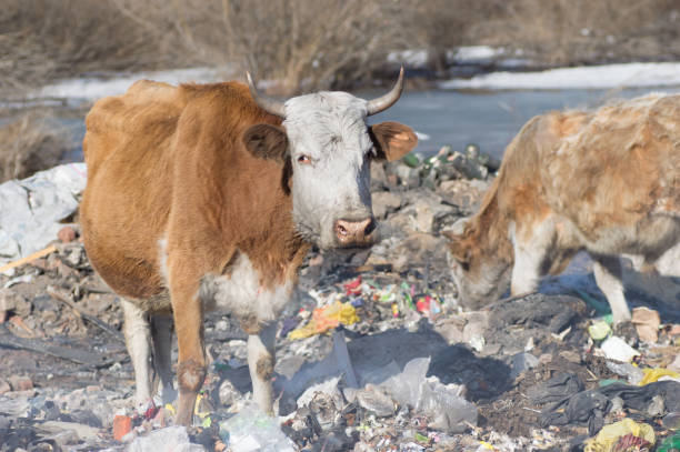 istock Cows eating foods on a garbage dump. 1141254614