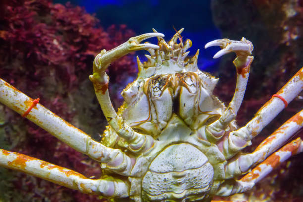 istock Japanese spider crab 1141254650