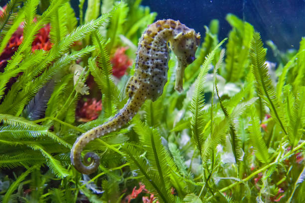 istock Thorny seahorse between seagrass and blue water 1141255461