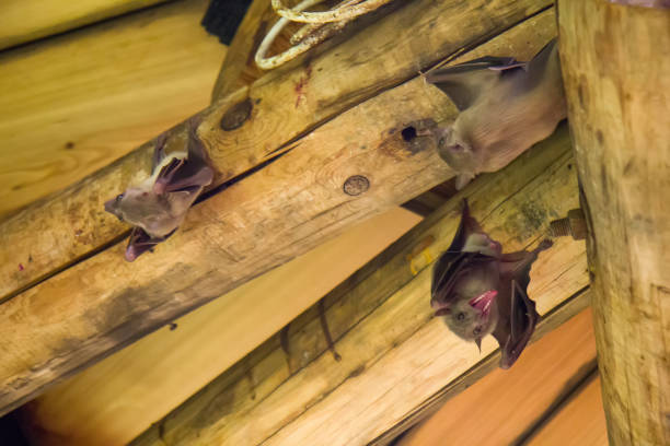 Close up group of small bat, hanging upside down