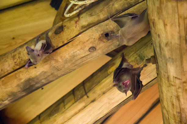 Close up group of small bat, hanging upside down