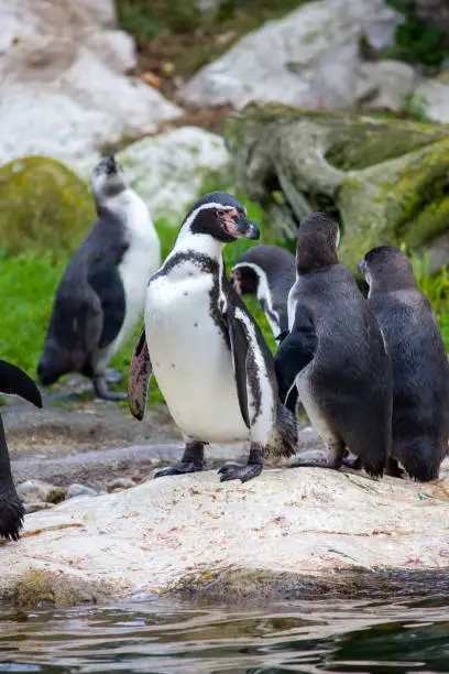 Photo of Humboldt penguin, Spheniscus humboldti or Peruvian penguin