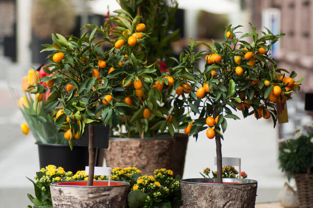 istock orange tree at the florist 1141256271