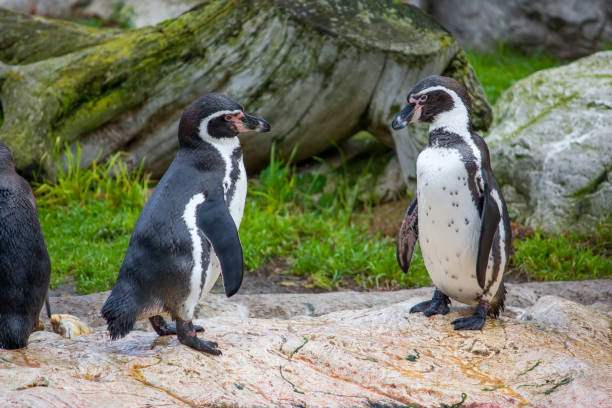 istock Humboldt penguin, Spheniscus humboldti or Peruvian penguin 1141256476