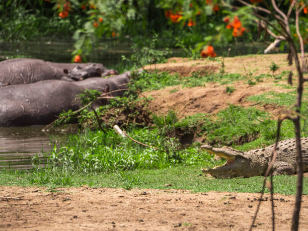 istock Crocodile resting in the sun 1141257260