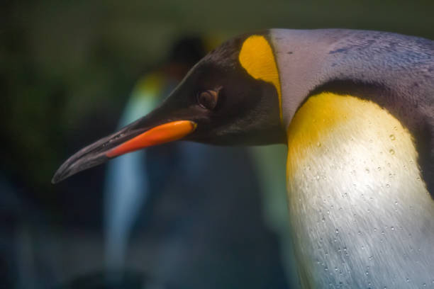 istock Close up of King Penguin 1141257610