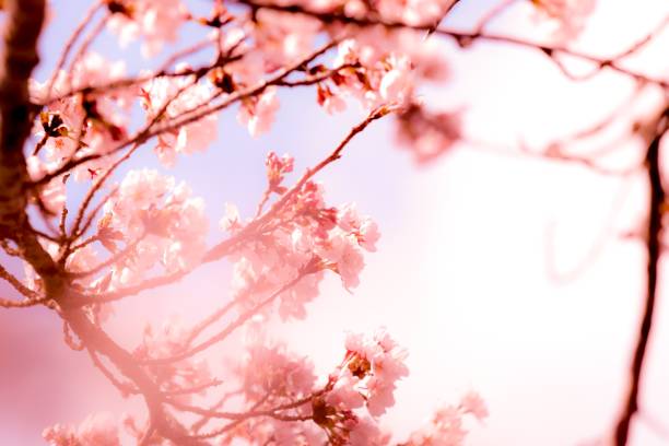 istock Beautiful cherry blossoms in full bloom in Japan 1141257815