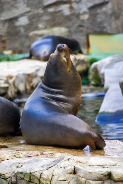 istock California sea lion 1141257913