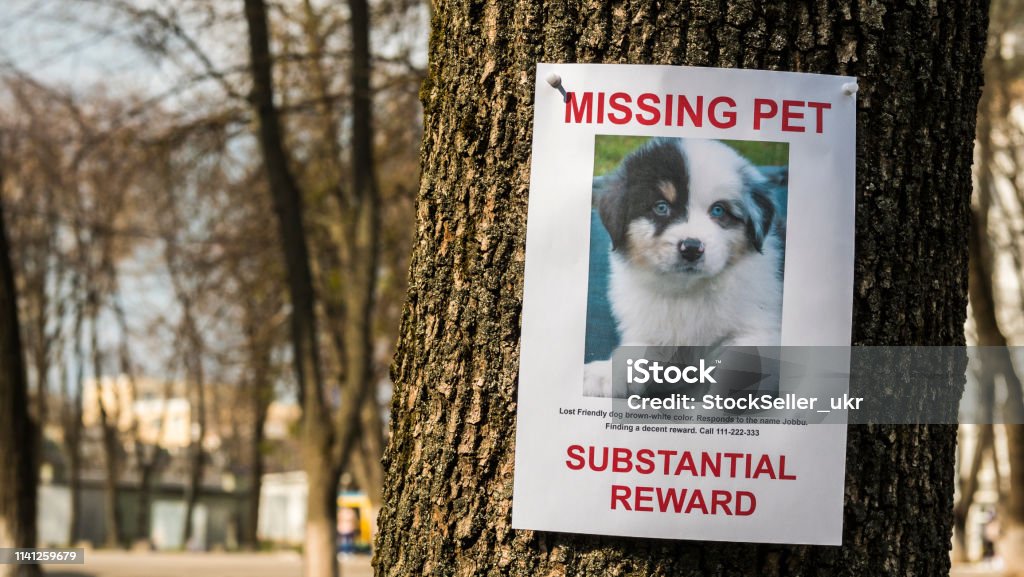 On the tree hangs the announcement of the missing puppy On the tree hangs the announcement of the missing puppy. Lost Stock Photo