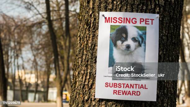 On The Tree Hangs The Announcement Of The Missing Puppy Stock Photo - Download Image Now