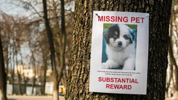 On the tree hangs the announcement of the missing puppy.