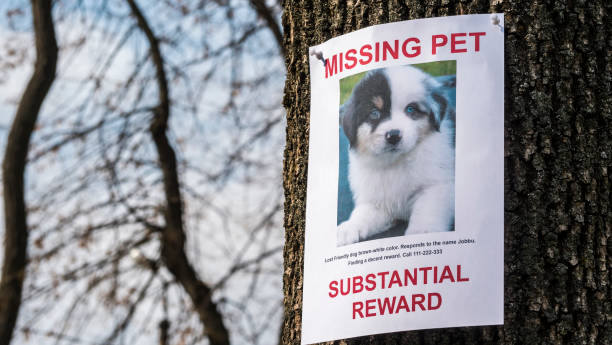 istock Poster with information about the missing pet - a little puppy 1141259698