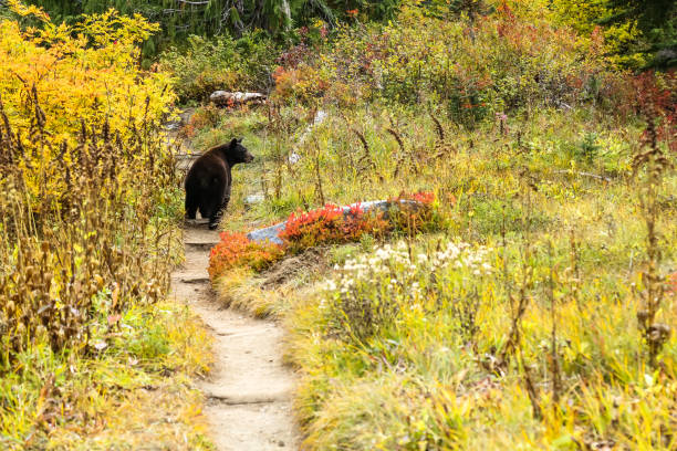 Female black bear walks on the Wonderland Trail inside Mount Rainier National Park Mother Black bear looks for her cubs as she walks along the Wonderland Trail inside Mount Rainier National Park. mt rainier national park stock pictures, royalty-free photos & images