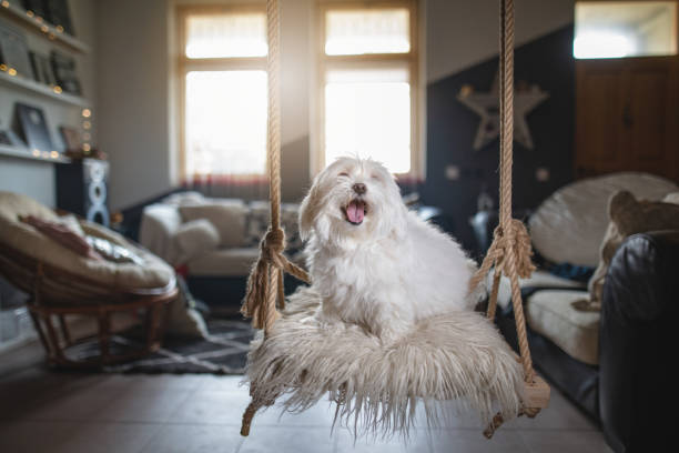 istock Smiling cute dog sitting on an indoor swing 1141261091
