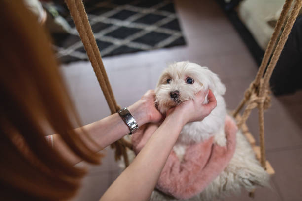 istock You're my good boy! 1141261097