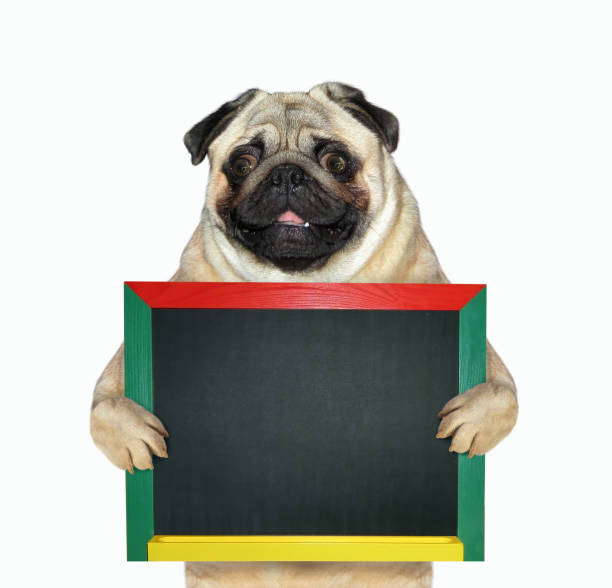 istock Dog holding a blank blackboard 2 1141262360