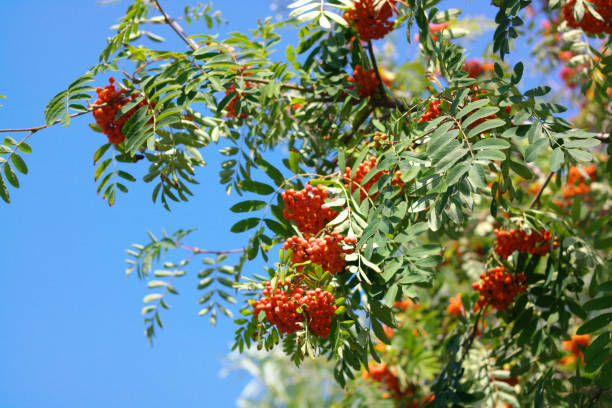 istock ashberry at dry sunny day 1141262503
