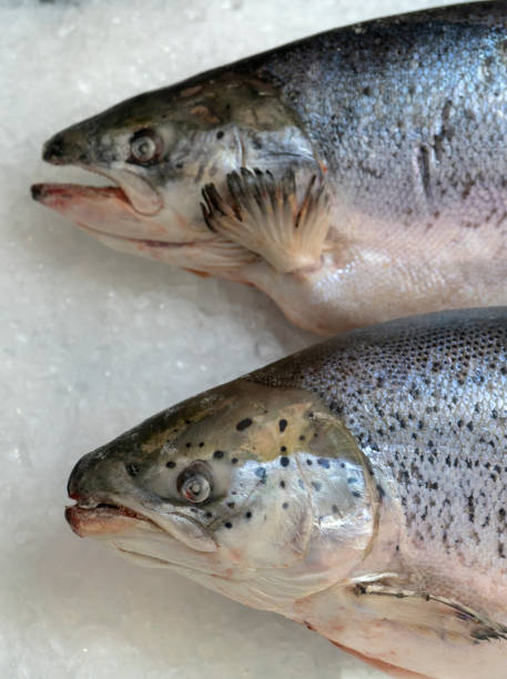 istock Salmon Fish frozen. 1141262856