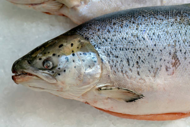 istock Salmon Fish frozen. 1141262873