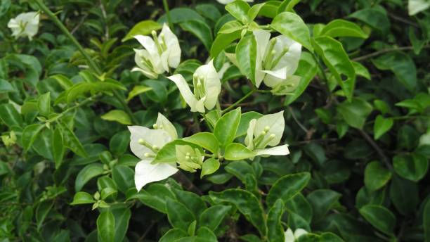istock Natural flower and leaves 1141264137