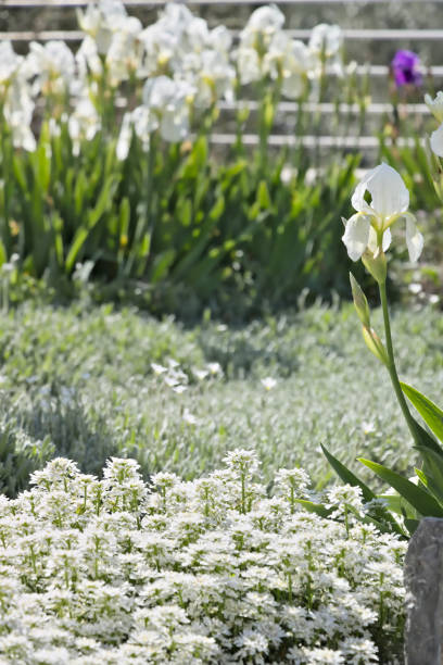 Daffodil / narcissus / jonquil spring flowers. Spring concepts and storytelling.