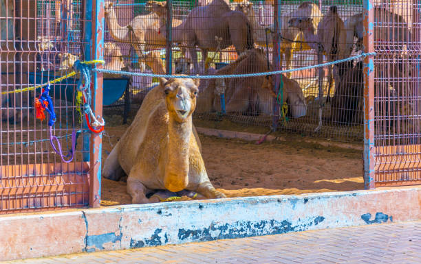 camels held in captivity in a cage in the camel market of al ain. camels are mainly used for transportation and for camel racing. - animal captivity building imagens e fotografias de stock