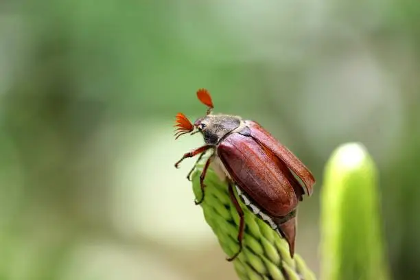 Photo of big beautiful brown chafer sitting on the grass closeup