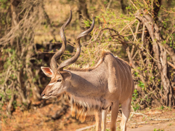istock Kudu grazing on the savannah 1141265269