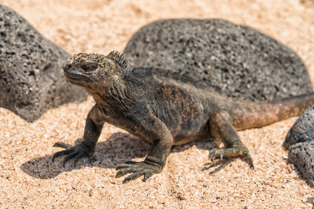 istock Marine iguana on the sand 1141265489