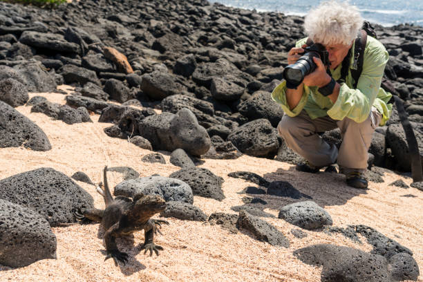 istock Marine iguana on the sand 1141265527