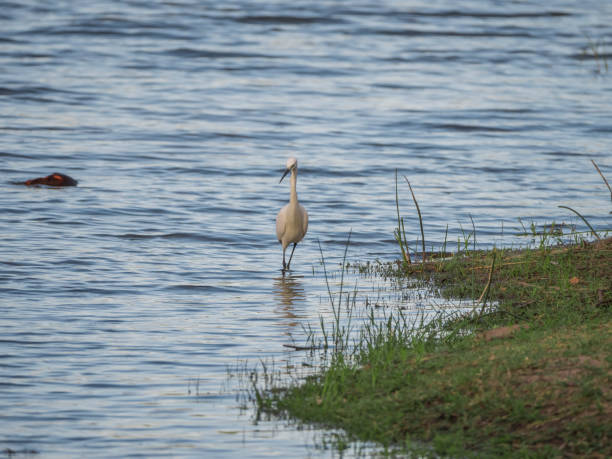 istock Great white egret in the water 1141266243