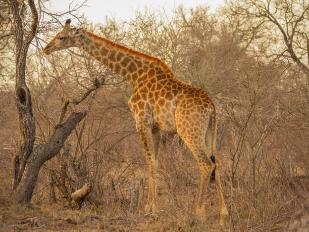istock Beautiful giraffe in Kruger Park 1141267355