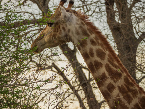 istock Beautiful giraffe in Kruger Park 1141267427
